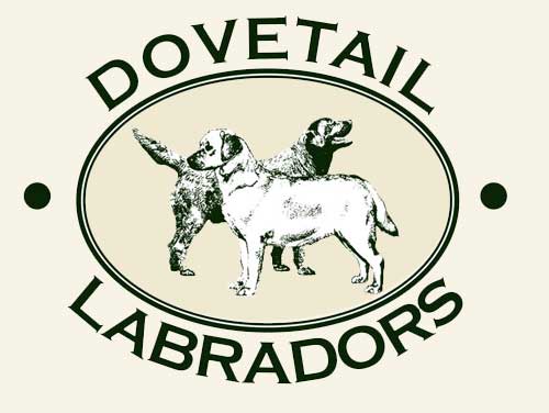 Dovetail Labradors